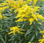 Solidago en Thymus, Tuin en Terras, Ophalen of Verzenden, Vaste plant