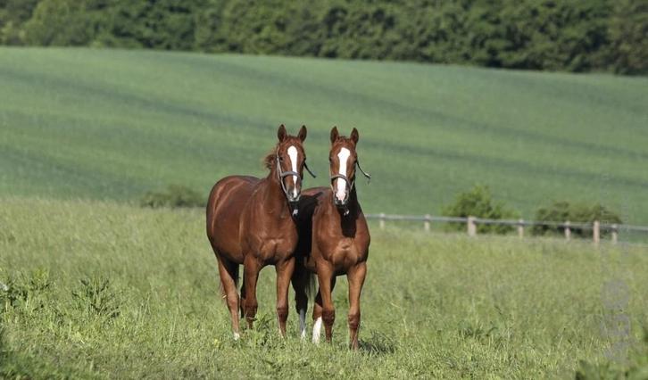 Bon hongre recherché, Animaux & Accessoires, Chevaux, Hongre, Débourré