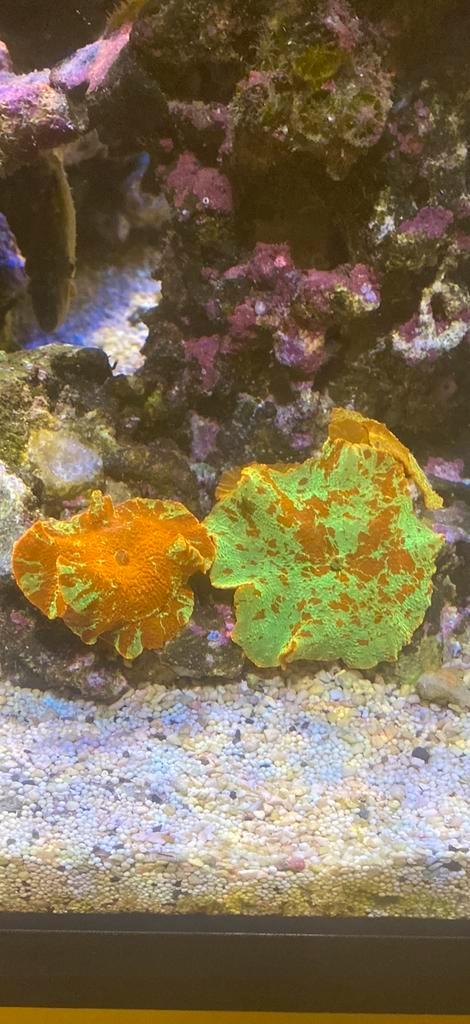 Stekken uit eigen zeeaquarium, Dieren en Toebehoren, Vissen | Aquaria en Toebehoren, Nieuw, Overige typen, Ophalen of Verzenden