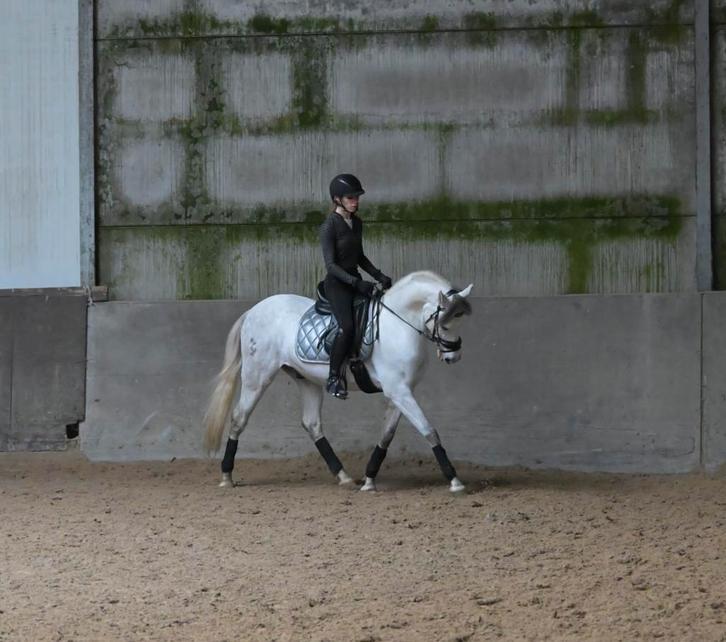 Te koop paard - Tingo Maria, Dieren en Toebehoren, Pony's, Ruin, Z, E pony (1.48m - 1.57m), Dressuurpony, 3 tot 6 jaar, Gechipt