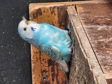 Verscillende grasparkieten beschikbaar voor biedingen