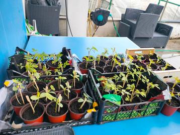 Plants à vendre, Enlèvement
