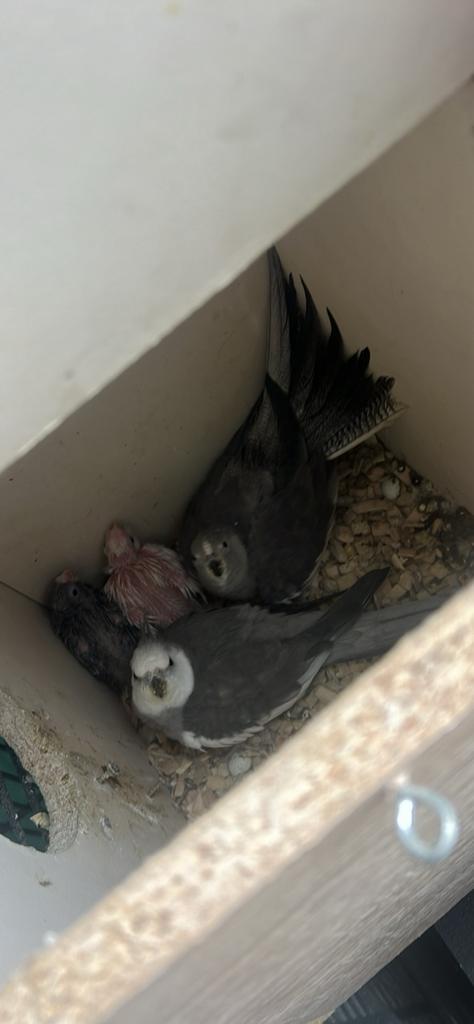 Calopsitte tete blanche perdu, Dieren en Toebehoren, Vogels | Parkieten en Papegaaien