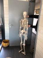 Anatomisch skelet, Zo goed als nieuw