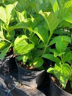 Hortensia (wit/roze), Tuin en Terras, Ophalen