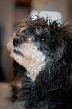 Middelmaat Poedel Teefje – Black & Tan, Dieren en Toebehoren, Honden | Chihuahua's en Gezelschapshonden, Poedel, België, Fokker | Hobbymatig
