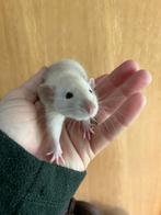 4 tamme rittens mannelijk, Mannelijk