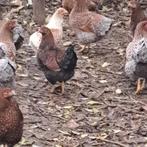 Wyandotte, Dieren en Toebehoren, Meerdere dieren, Kip