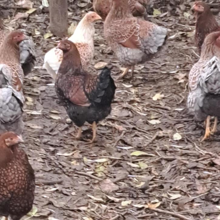 Wyandotte, Dieren en Toebehoren, Pluimvee, Kip, Meerdere dieren