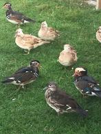 mandarijneenden, Dieren en Toebehoren, Meerdere dieren, Eend