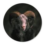 Muurcirkel Ram, Ophalen of Verzenden, Nieuw