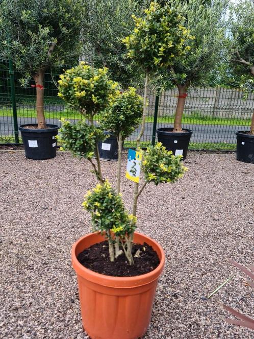 Ilex Crenata ponpon, Jardin & Terrasse, Plantes | Jardin, Mi-ombre, Enlèvement