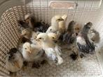 Brahma kuikens, Dieren en Toebehoren, Meerdere dieren