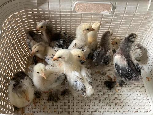 Brahma kuikens, Dieren en Toebehoren, Pluimvee, Meerdere dieren