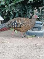 Swinhoe fazant hen van 2025, Dieren en Toebehoren, Pluimvee, Vrouwelijk, Overige soorten