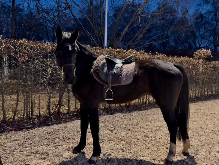 4 jarige merrie springen, Dieren en Toebehoren, Paarden, Merrie, Zadelmak, 160 tot 165 cm, 3 tot 6 jaar, Springpaard, Met stamboom