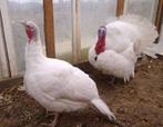 Kalkoenen, Dieren en Toebehoren, Pluimvee