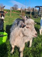 Dwerggeit bokje blauwschimmel, Dieren en Toebehoren, Mannelijk, Geit, 0 tot 2 jaar