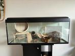 Aquarium/ terrarium/ cage en verre 1m17, Dieren en Toebehoren, Kooi, Hamster, Ophalen, Minder dan 60 cm