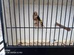 Kleine distelvink pop