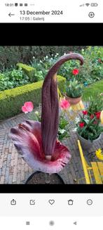 Amorphophallus konjac, voodoolelie, slangenpalm, Ophalen, Lente, Overige soorten, Halfschaduw