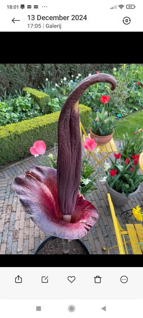 Amorphophallus konjac, voodoolelie, slangenpalm, Tuin en Terras, Planten | Tuinplanten, Overige soorten, Halfschaduw, Lente, Ophalen