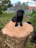 Zwarte labrador pups teefjes, België, Fokker | Hobbymatig, 8 tot 15 weken, Labrador retriever