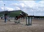 Cheval CSO 5ans, Dieren en Toebehoren, Ophalen of Verzenden, Zo goed als nieuw