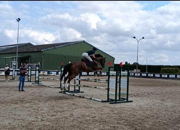 Cheval CSO 5ans, Dieren en Toebehoren, Paarden en Pony's | Verzorgingsproducten, Zo goed als nieuw, Ophalen of Verzenden
