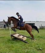 pony bwp, Dieren en Toebehoren, Pony's, Gechipt, Ruin, Niet van toepassing, Springpony