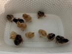 Jonge haantjes, Dieren en Toebehoren, Pluimvee, Mannelijk, Kip