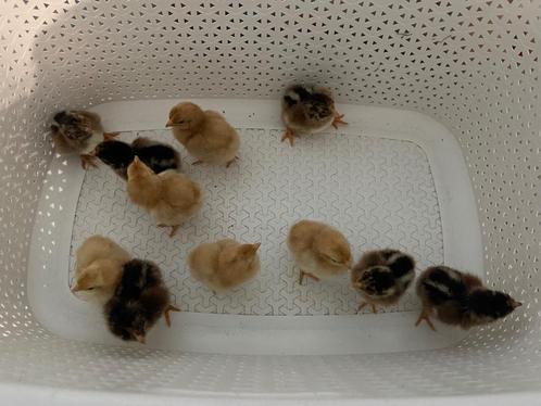 Jonge haantjes, Dieren en Toebehoren, Pluimvee, Kip, Mannelijk