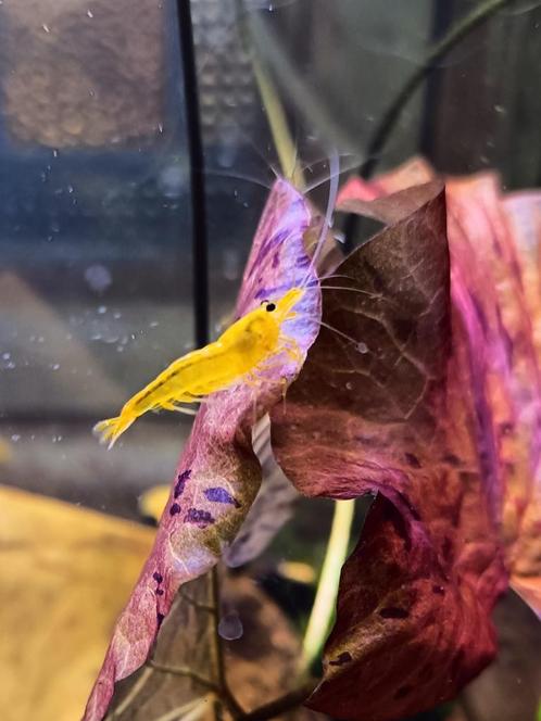 Yellow King Kong Garnalen Kraanwater - Ook verzenden, Dieren en Toebehoren, Vissen | Aquariumvissen, Zoetwatervis, Kreeft, Krab of Garnaal