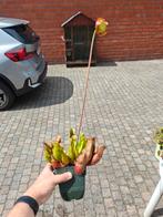 Sarracenia purpurea groot met bloem, Ophalen of Verzenden