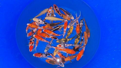 Tosai mix van otsuka 13-17cm, Dieren en Toebehoren, Vissen | Vijvervissen, Karper of Koi