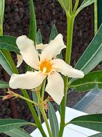 lichtgele oleander, Tuin en Terras, Bloembollen en Zaden, Ophalen