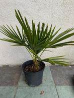 Palmen, Tuin en Terras, Planten | Bomen, Lente, Minder dan 100 cm, Palmboom, Ophalen