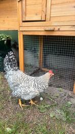 Cream legbar haan, Dieren en Toebehoren, Pluimvee, Mannelijk, Kip