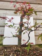 BONSAI Acer, Tuin en Terras, Planten | Bomen, Ophalen