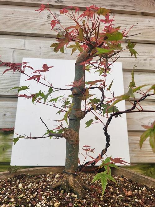 BONSAI Acer, Tuin en Terras, Planten | Bomen, Ophalen