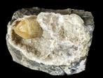 CALCIET kristal in kwarts holte uit België., Verzamelen, Mineralen en Fossielen, Ophalen of Verzenden, Mineraal
