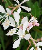 Gaura Wirling Butterflies, Tuin en Terras, Ophalen, Volle zon
