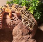 Gecko leopard met terrarium en alles, Animaux & Accessoires, Lézard, Domestique, 0 à 2 ans