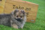 Dwergkees,pomeriaan,keeshond ,spitz pup, Dieren en Toebehoren, Honden | Poolhonden, Keeshonden en Oertypen, Keeshond, 15 weken tot 1 jaar