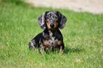 Kortharige Teckel pups te koop (blue merle), Dieren en Toebehoren, Standaard, 15 weken tot 1 jaar, CDV (hondenziekte), Meerdere