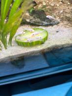 Snow white ancistrus, Dieren en Toebehoren