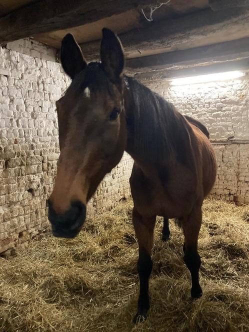 Gezelschapspaard merrie, Dieren en Toebehoren, Paarden, Merrie, Onbeleerd, 165 tot 170 cm, 11 jaar of ouder, Springpaard, Met stamboom