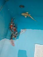 Koi vanaf 7cm tot 40cm