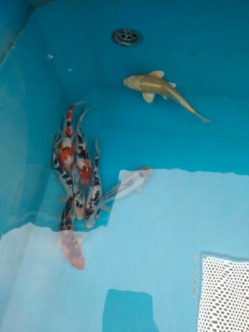 Koi vanaf 7cm tot 40cm beschikbaar voor biedingen
