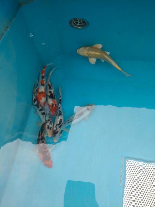 Koi vanaf 7cm tot 40cm, Dieren en Toebehoren, Vissen | Vijvervissen